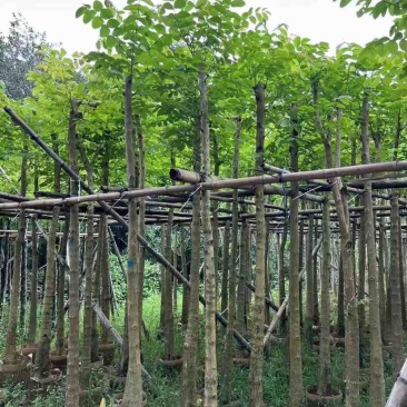 火焰木5～8公分基地直销大小规格齐全欢迎老板来电洽谈合作