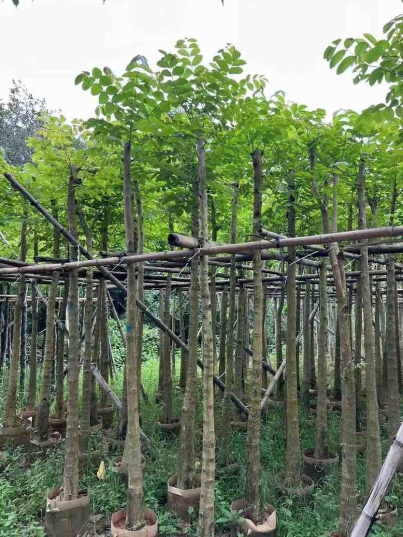 火焰木5～8公分基地直销大小规格齐全欢迎老板来电洽谈合作