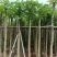 火焰木5～8公分基地直销大小规格齐全欢迎老板来电洽谈合作