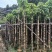 截杆重阳木5～10公分基地直销大小规格齐全欢迎老板来电