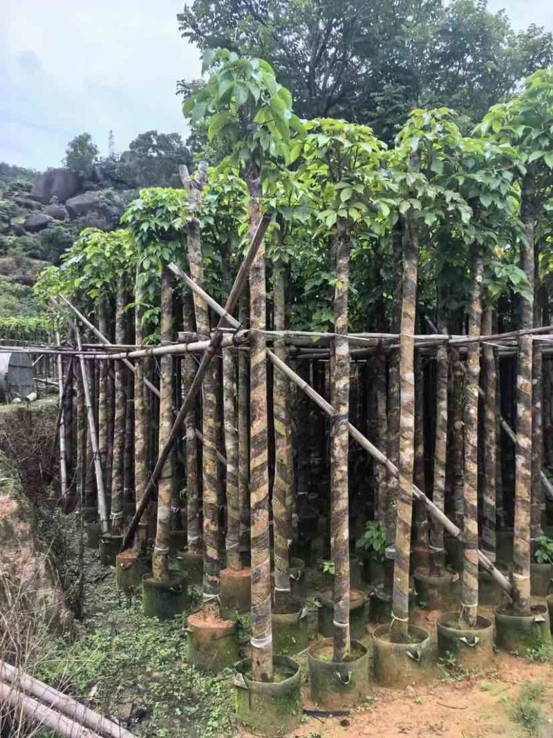 截杆重阳木5～10公分基地直销大小规格齐全欢迎老板来电