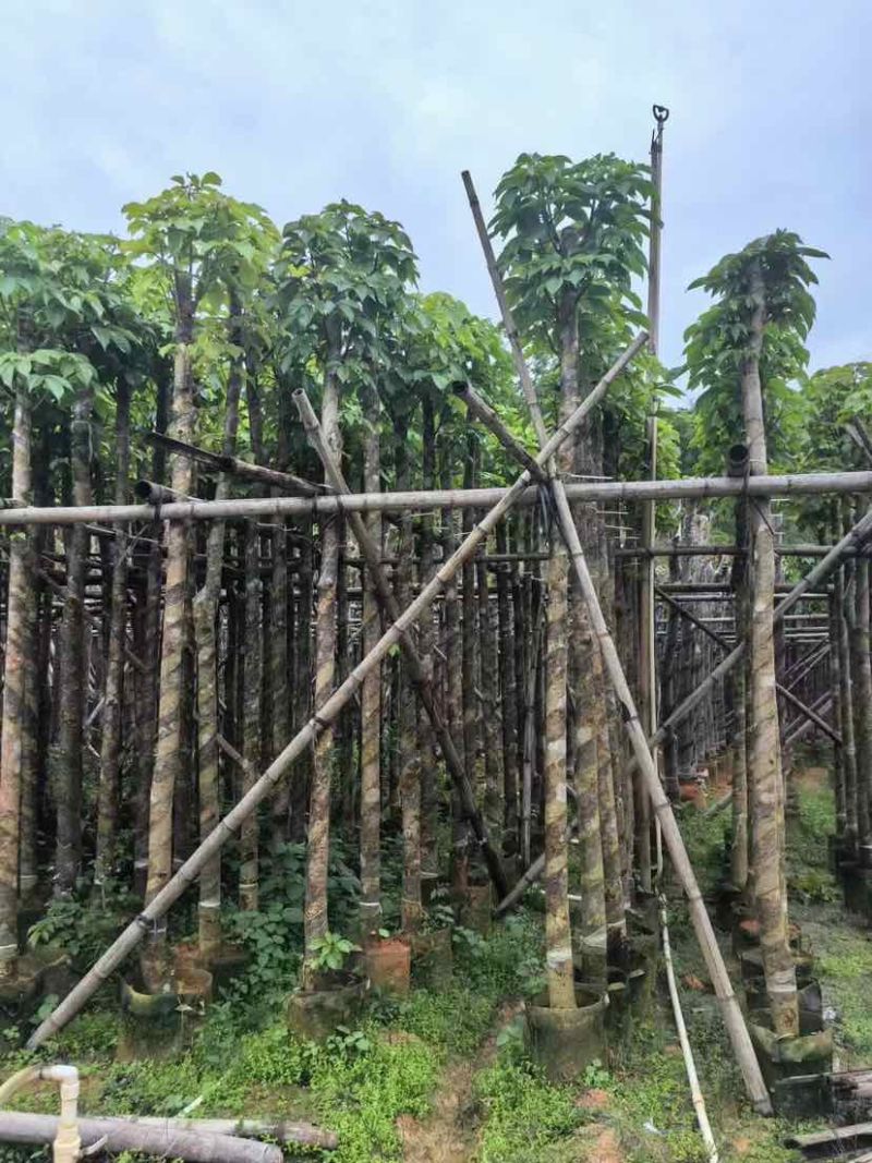 截杆重阳木5～10公分基地直销大小规格齐全欢迎老板来电