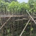 截杆重阳木5～10公分基地直销大小规格齐全欢迎老板来电