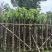 截杆重阳木5～10公分基地直销大小规格齐全欢迎老板来电