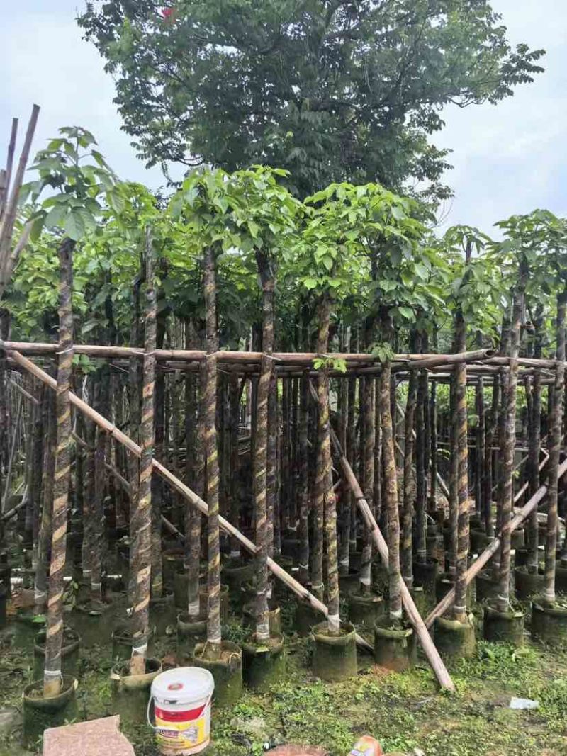 截杆重阳木5～10公分基地直销大小规格齐全欢迎老板来电