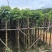 截杆重阳木5～10公分基地直销大小规格齐全欢迎老板来电