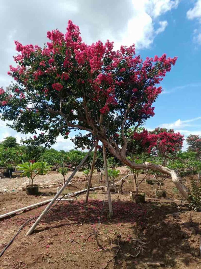 红花小叶紫薇，斜飘红花紫薇基地直销大小规格齐全欢迎来电
