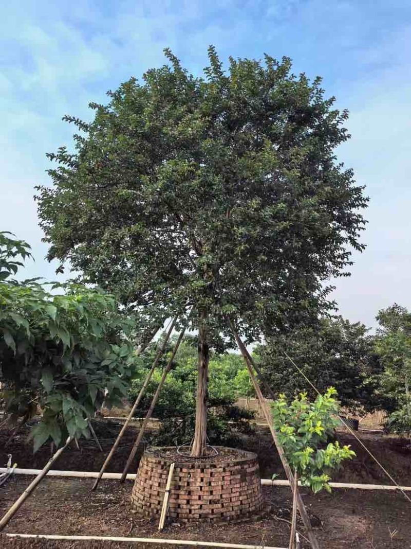 红花小叶紫薇，斜飘红花紫薇基地直销大小规格齐全欢迎来电