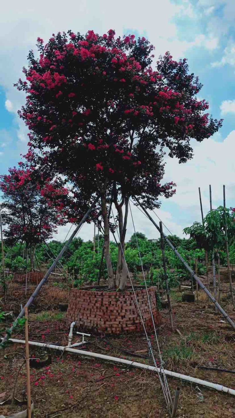 红花小叶紫薇，斜飘红花紫薇基地直销大小规格齐全欢迎来电