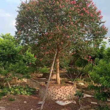 红花小叶紫薇，斜飘红花紫薇基地直销大小规格齐全欢迎来电
