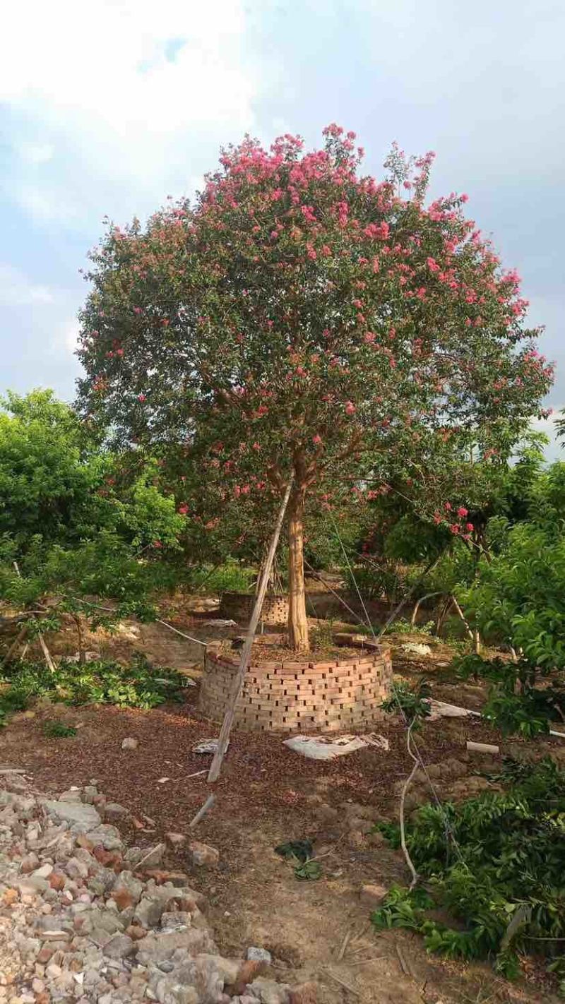 红花小叶紫薇，斜飘红花紫薇基地直销大小规格齐全欢迎来电