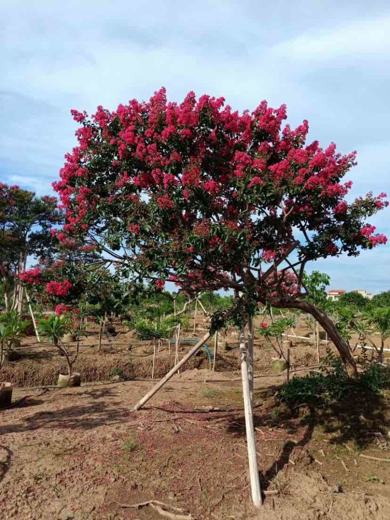 红花小叶紫薇，斜飘红花紫薇基地直销大小规格齐全欢迎来电