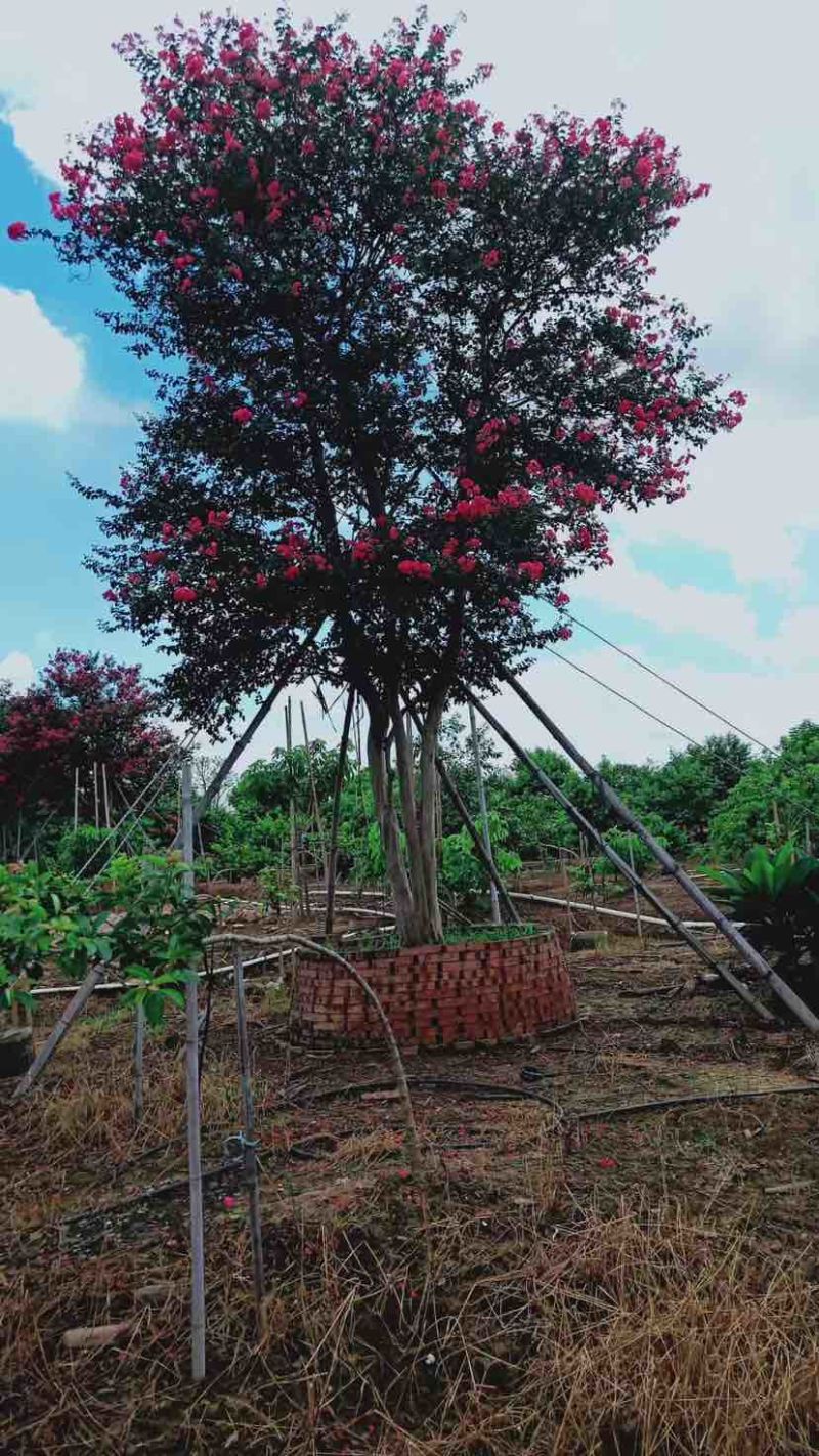 红花小叶紫薇，斜飘红花紫薇基地直销大小规格齐全欢迎来电