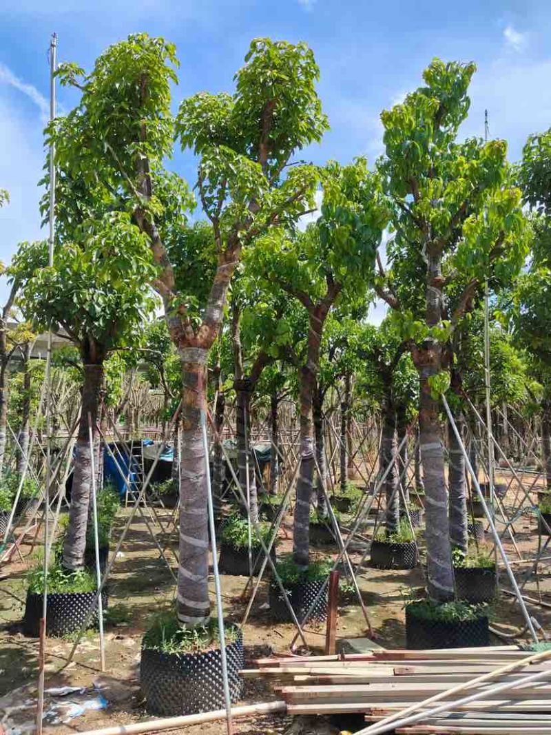 骨架截杆秋枫12～15公分基地直销大小规格齐全欢迎来电