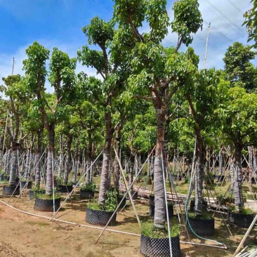 骨架截杆秋枫12～15公分基地直销大小规格齐全欢迎来电
