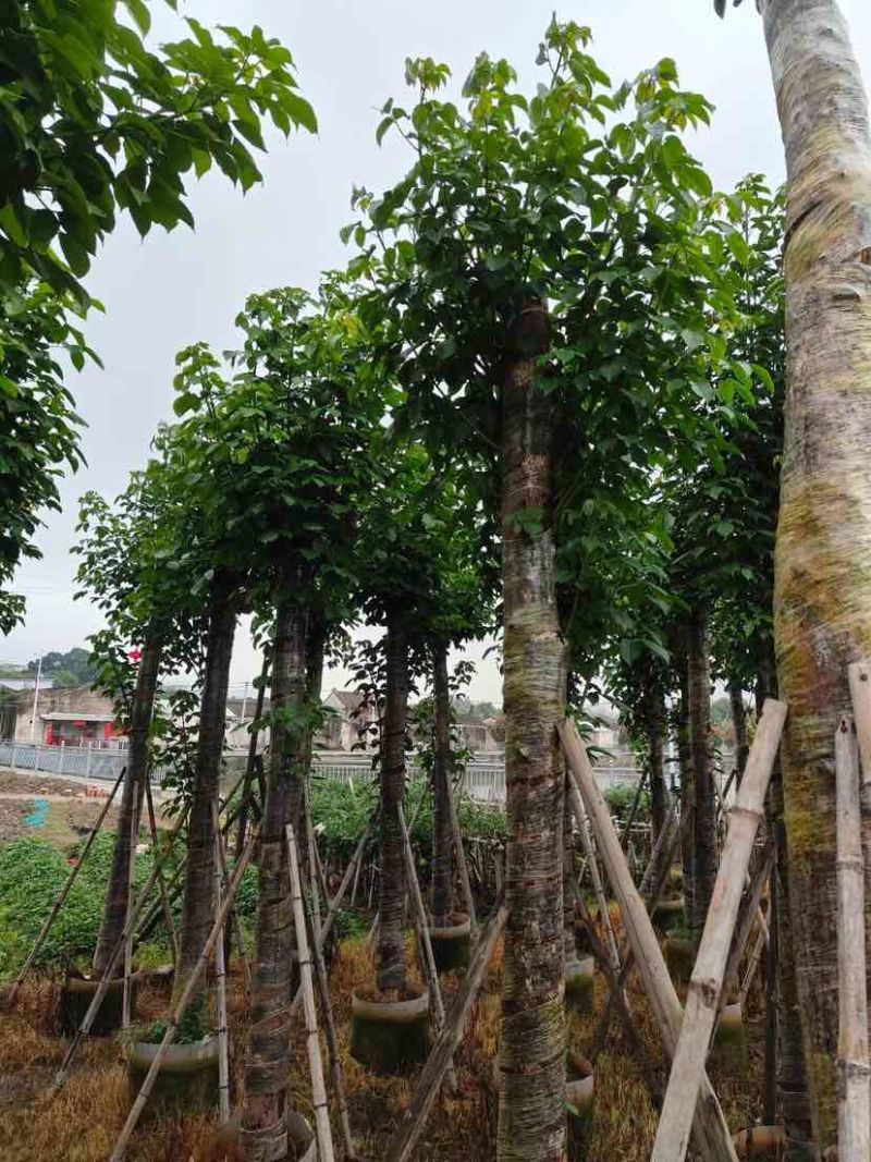 骨架截杆秋枫12～15公分基地直销大小规格齐全欢迎来电