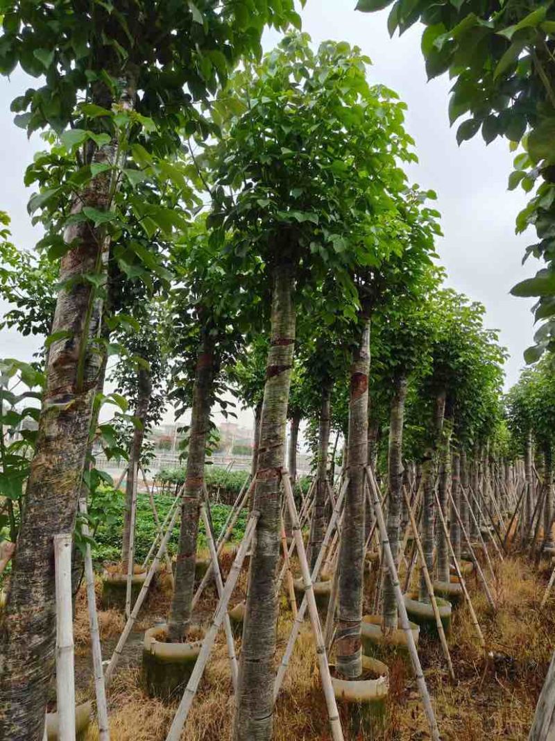 骨架截杆秋枫12～15公分基地直销大小规格齐全欢迎来电