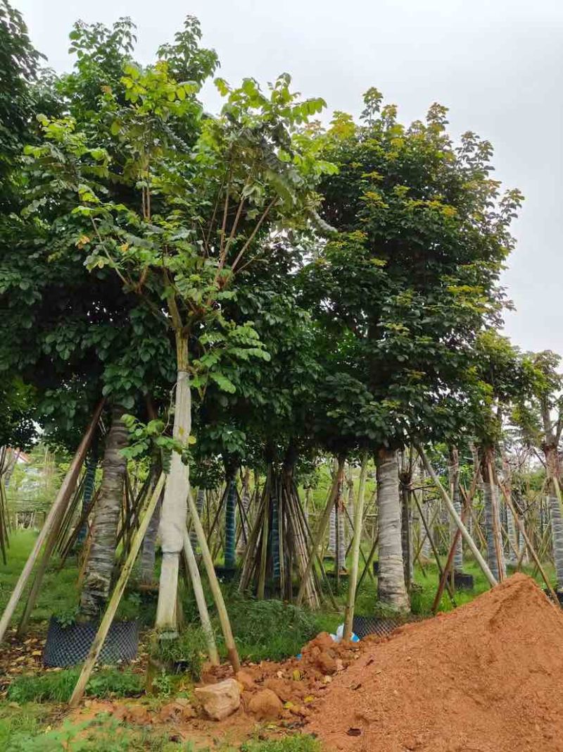 骨架截杆秋枫12～15公分基地直销大小规格齐全欢迎来电
