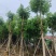 黄花腊肠树12～18公分基地直销大小规格齐全欢迎老板来电