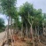 黄花腊肠树12～18公分基地直销大小规格齐全欢迎老板来电