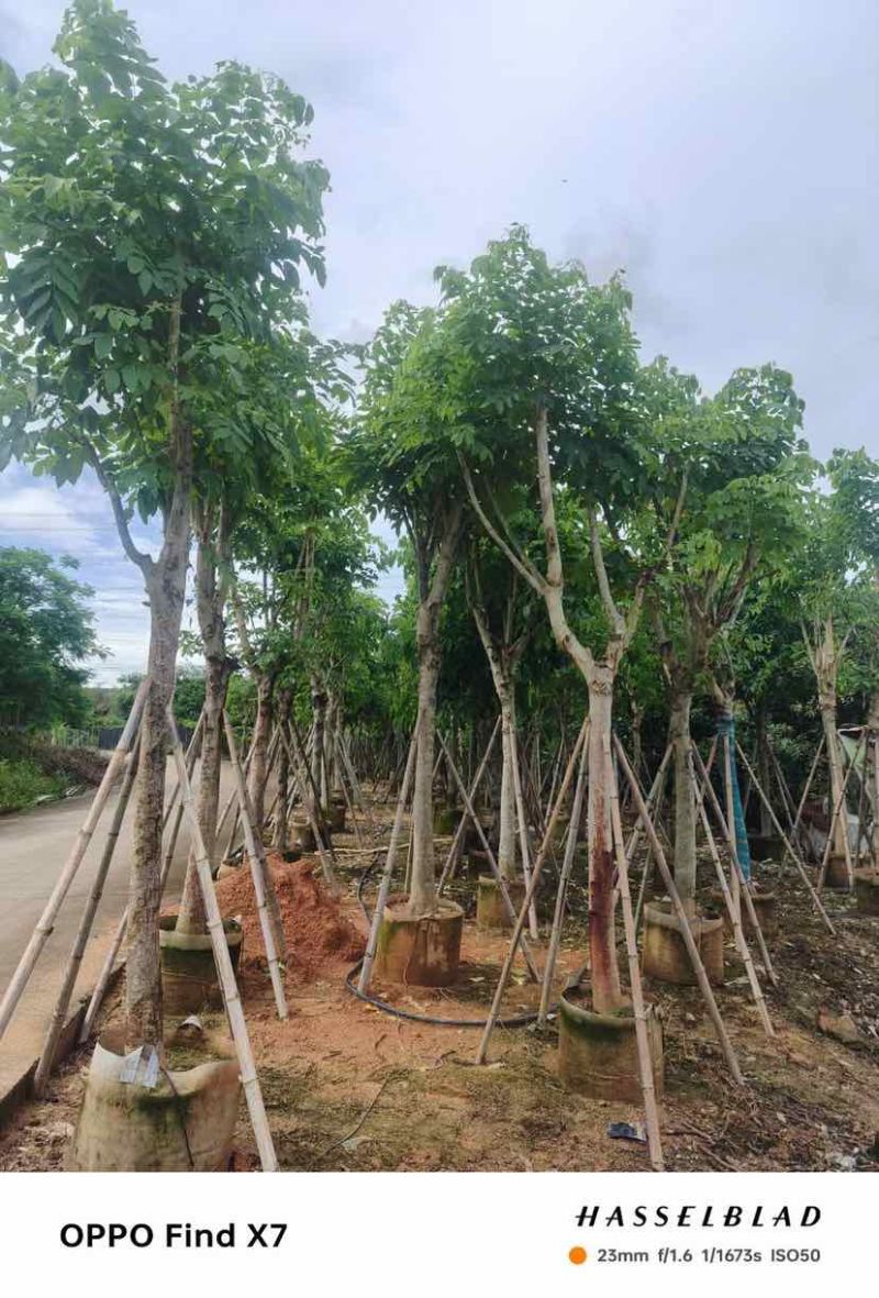 黄花腊肠树12～18公分基地直销大小规格齐全欢迎老板来电