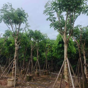 黄花腊肠树12～18公分基地直销大小规格齐全欢迎老板来电