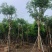 黄花腊肠树12～18公分基地直销大小规格齐全欢迎老板来电