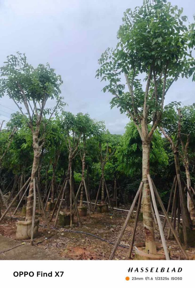 黄花腊肠树12～18公分基地直销大小规格齐全欢迎老板来电