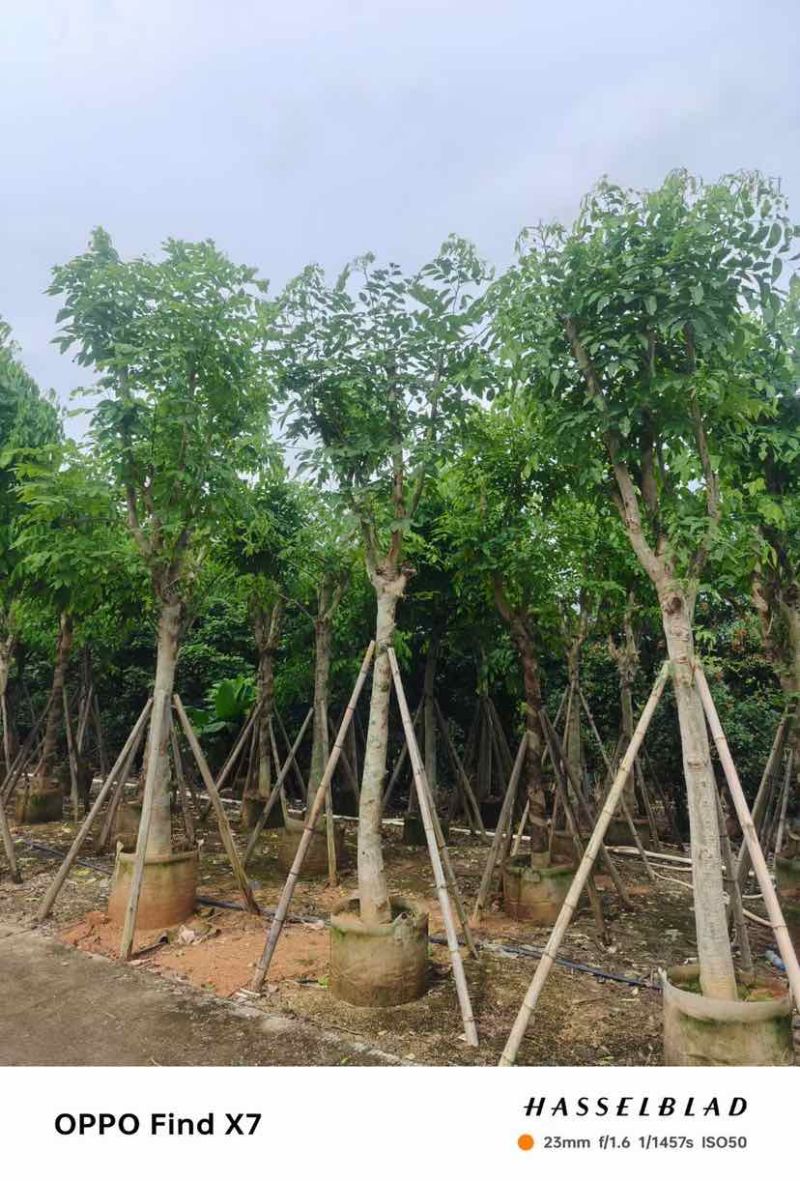 黄花腊肠树12～18公分基地直销大小规格齐全欢迎老板来电