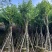 宫粉紫荆10～15公分基地直销大小规格齐全欢迎老板来电