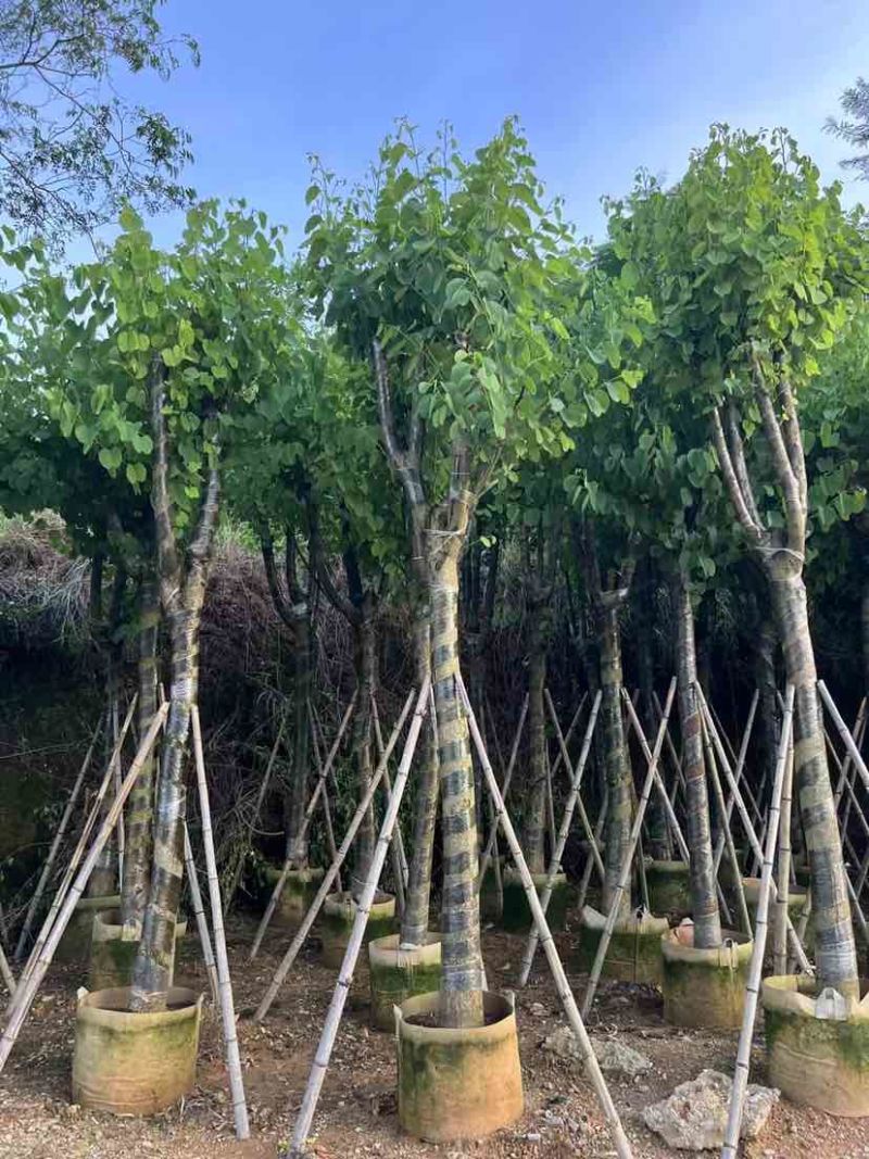 宫粉紫荆10～15公分基地直销大小规格齐全欢迎老板来电