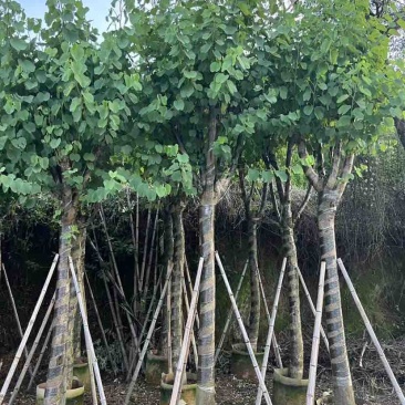 宫粉紫荆10～15公分基地直销大小规格齐全欢迎老板来电