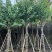 宫粉紫荆10～15公分基地直销大小规格齐全欢迎老板来电