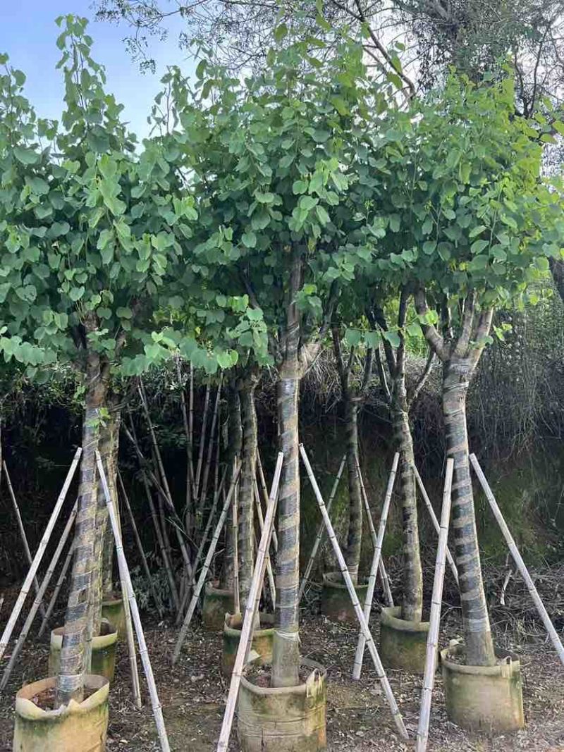 宫粉紫荆10～15公分基地直销大小规格齐全欢迎老板来电