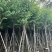 宫粉紫荆10～15公分基地直销大小规格齐全欢迎老板来电