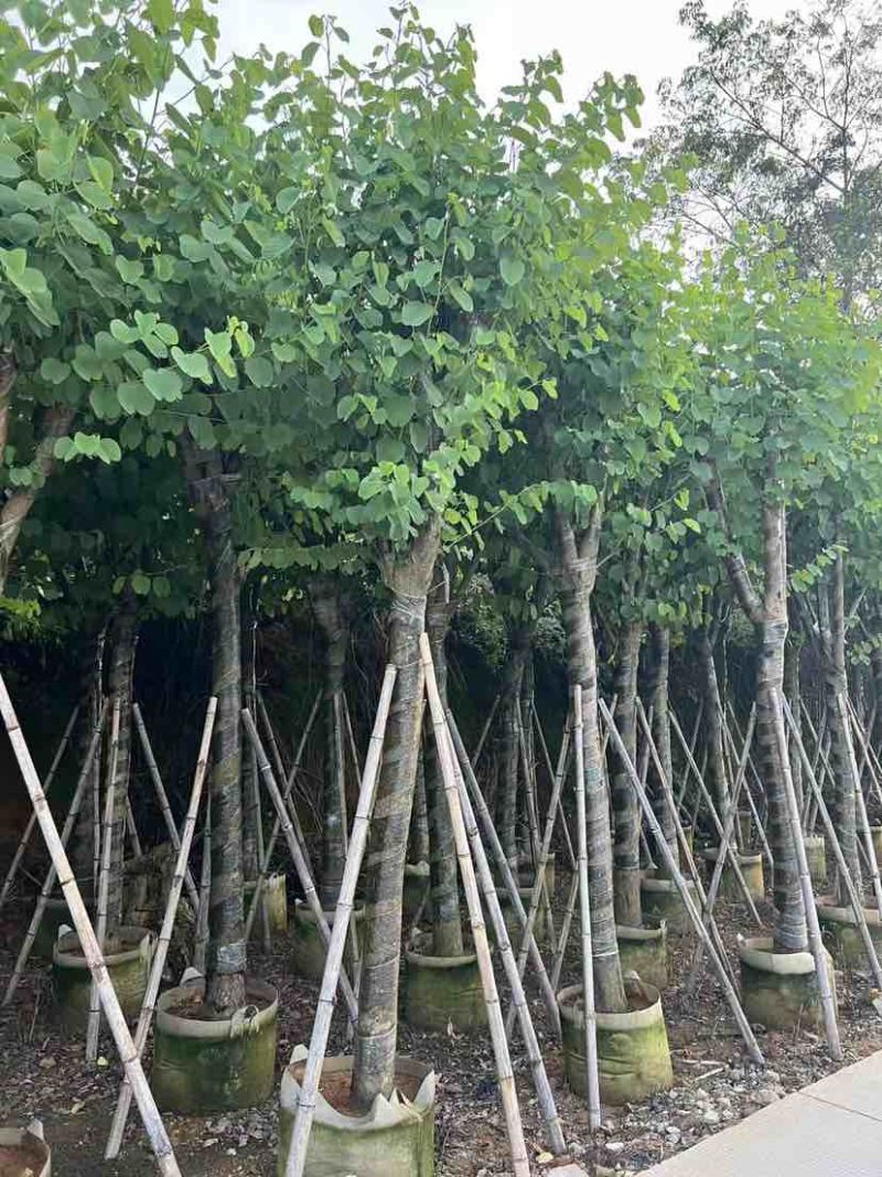 宫粉紫荆10～15公分基地直销大小规格齐全欢迎老板来电