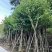 宫粉紫荆10～15公分基地直销大小规格齐全欢迎老板来电