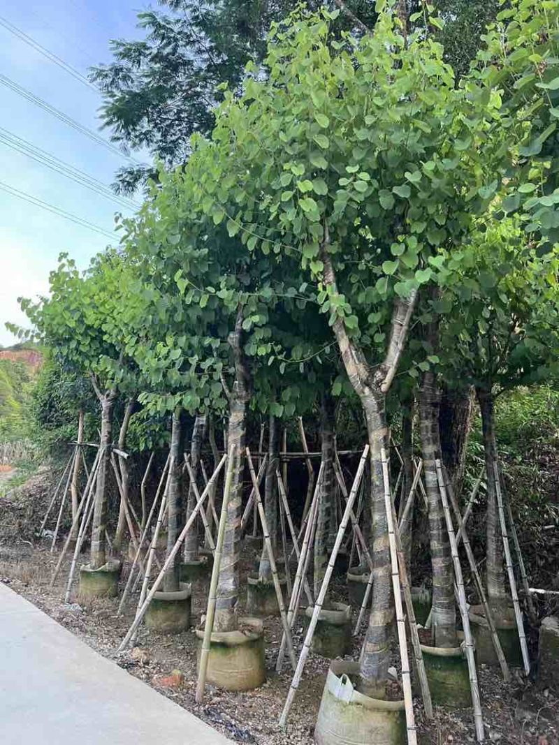 宫粉紫荆10～15公分基地直销大小规格齐全欢迎老板来电