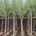 柳树（杨柳）5～10公分基地直销大小规格齐全欢迎老板来电