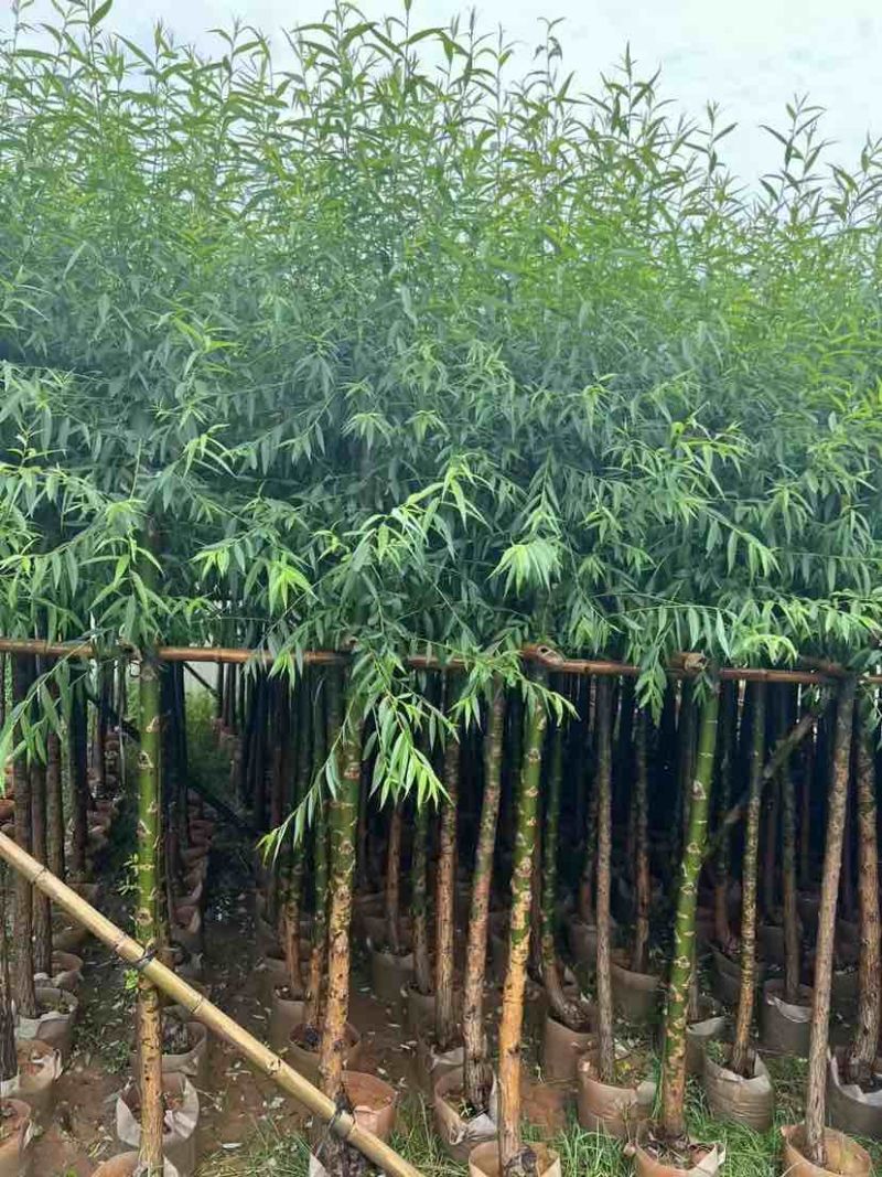 柳树（杨柳）5～10公分基地直销大小规格齐全欢迎老板来电