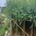柳树（杨柳）5～10公分基地直销大小规格齐全欢迎老板来电
