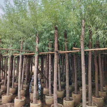 柳树（杨柳）5～10公分基地直销大小规格齐全欢迎老板来电