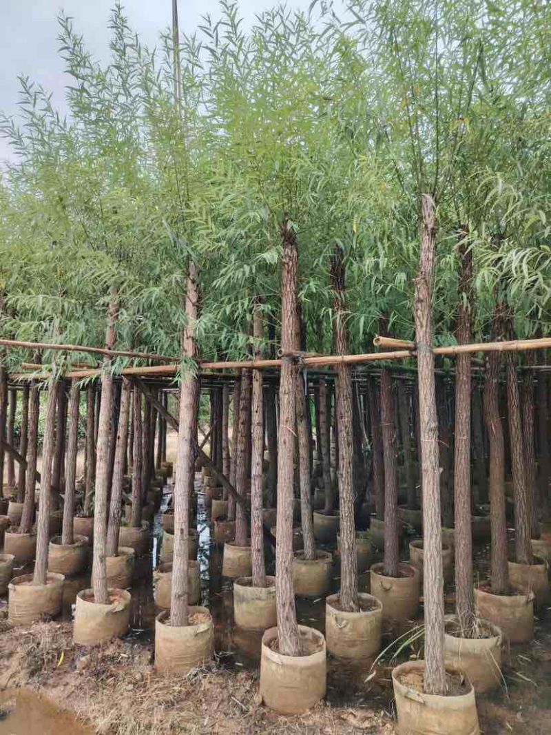 柳树（杨柳）5～10公分基地直销大小规格齐全欢迎老板来电