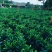 非洲茉莉布袋苗60～1米基地直销大小规格齐全欢迎老板来电