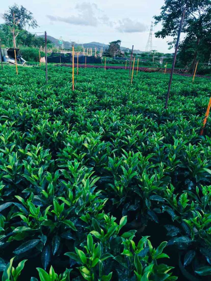 非洲茉莉布袋苗60～1米基地直销大小规格齐全欢迎老板来电