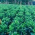 非洲茉莉布袋苗60～1米基地直销大小规格齐全欢迎老板来电