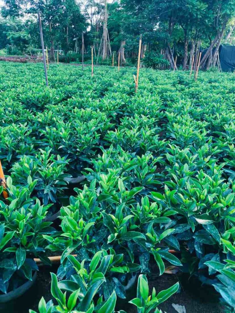非洲茉莉布袋苗60～1米基地直销大小规格齐全欢迎老板来电