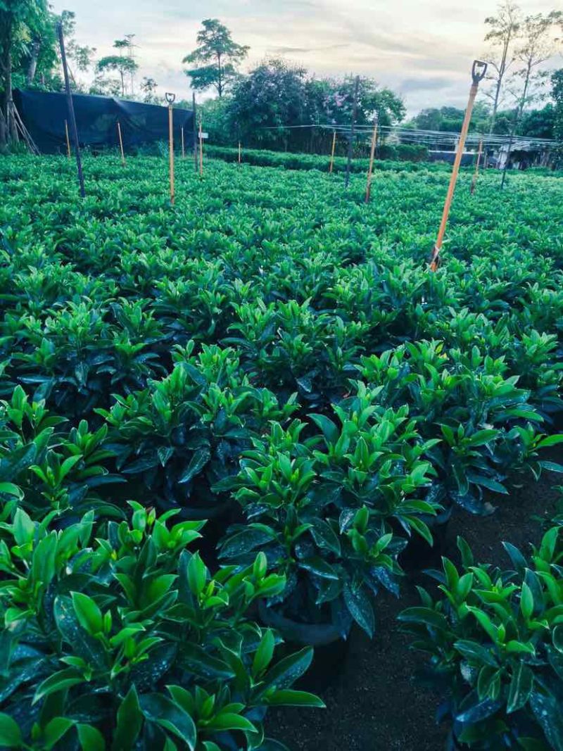 非洲茉莉布袋苗60～1米基地直销大小规格齐全欢迎老板来电