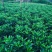 非洲茉莉布袋苗60～1米基地直销大小规格齐全欢迎老板来电