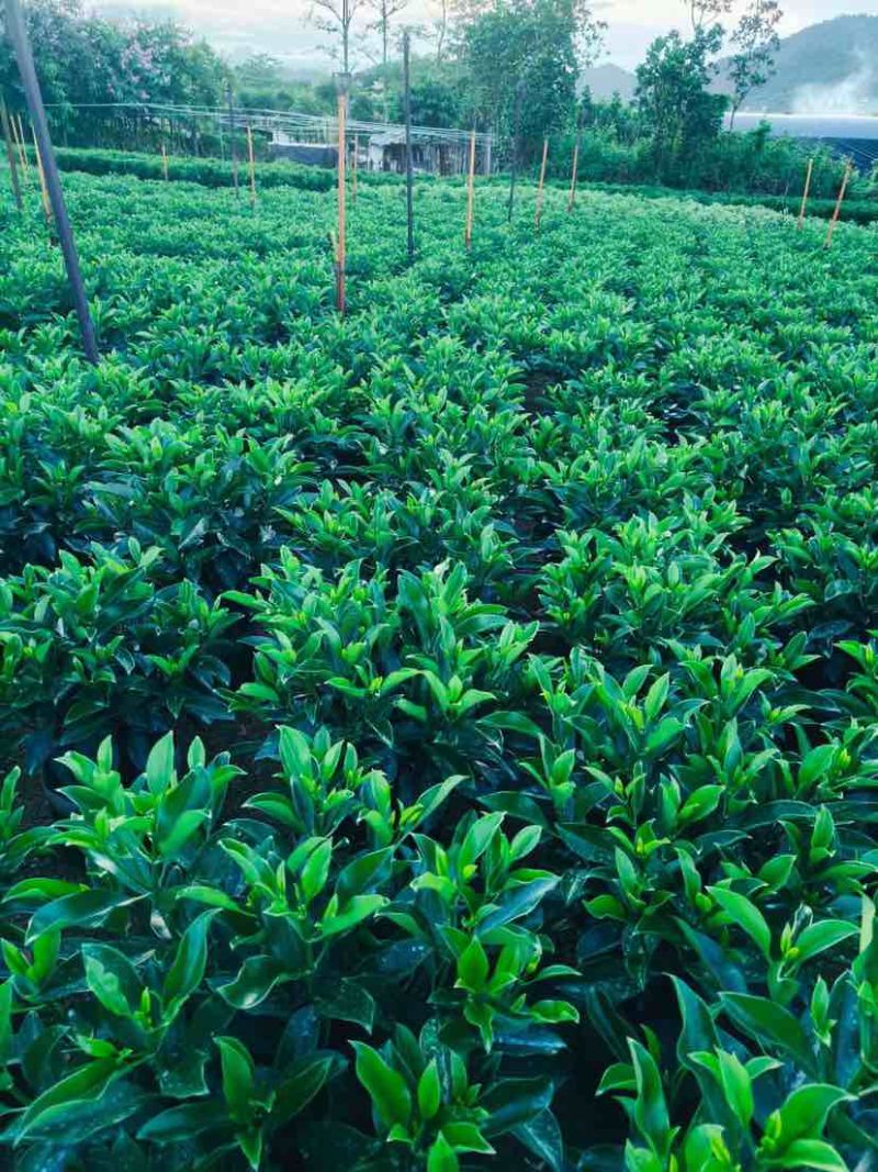非洲茉莉布袋苗60～1米基地直销大小规格齐全欢迎老板来电